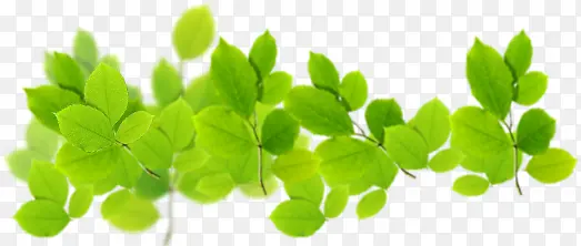 ������Ҷ��֦װ��-������