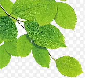 ���廷����Ҷ��֦װ��-������