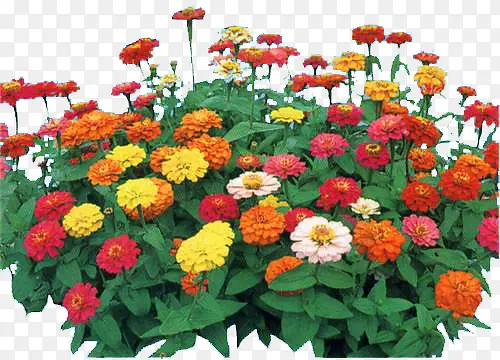 ��ɫ������Ҷװ��-������