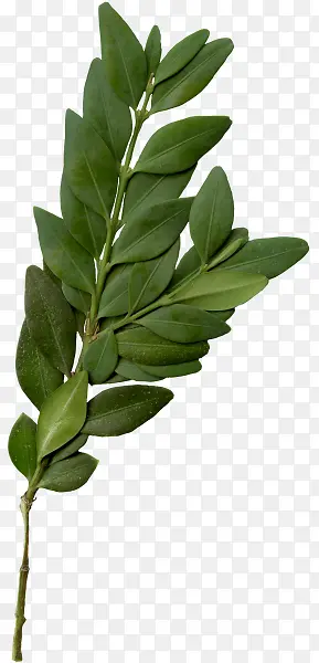 ������Ҷ��֦װ��ͼƬ-������