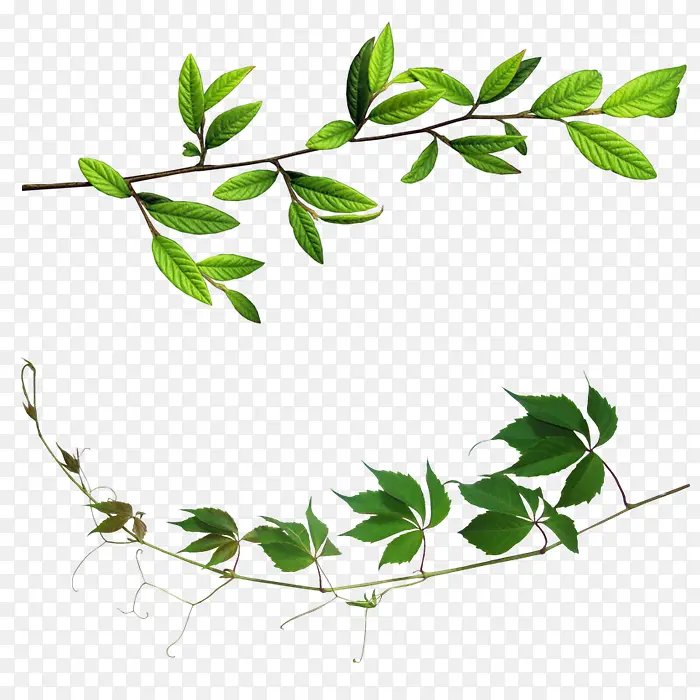 ��֦��Ҷװ��-������