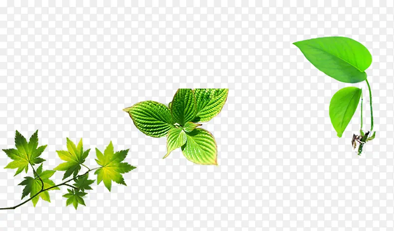 ��Ҷ��֦װ��ͼƬ-������