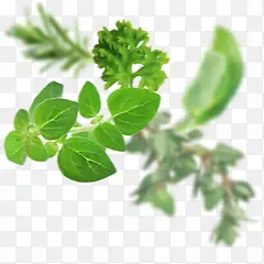 ��Ҷ������֦װ��-������