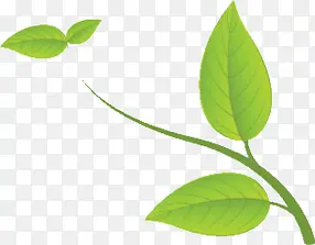 ��ͨ��Ҷ��֦ װ����Ҷ-������