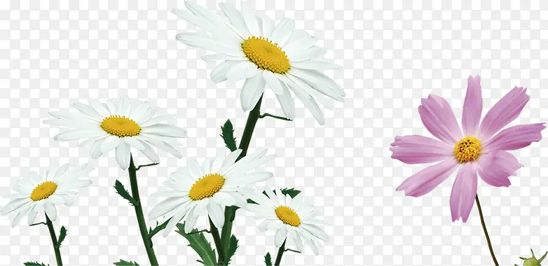 Ψ����ɫ���»���-������