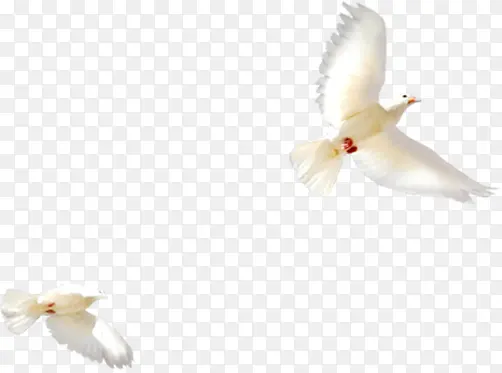 ���°�ɫΨ���׸�-������