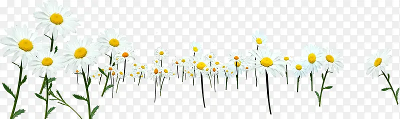 ����Ψ����ɫ����-������