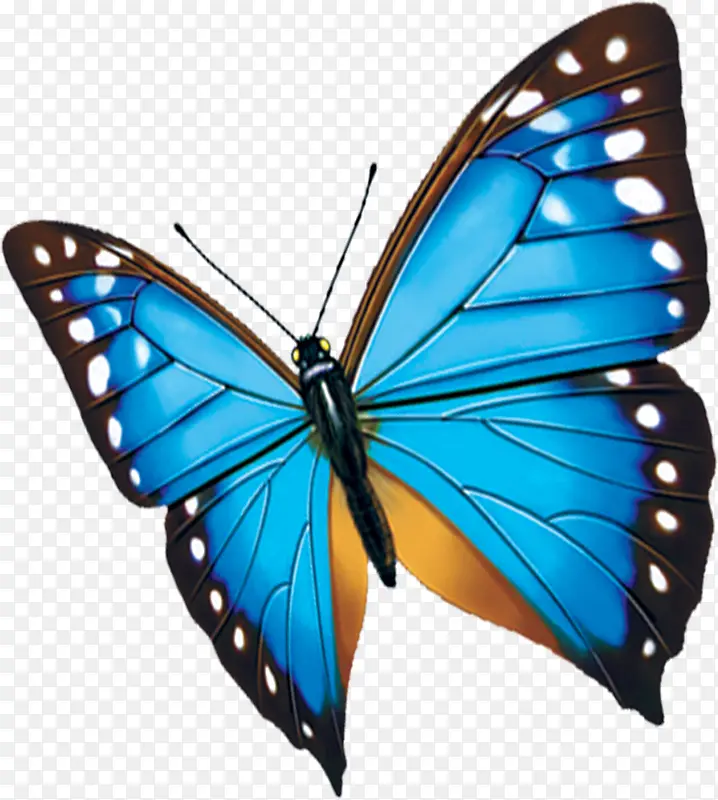 ��ɫ��ͨ�ɰ�����-������