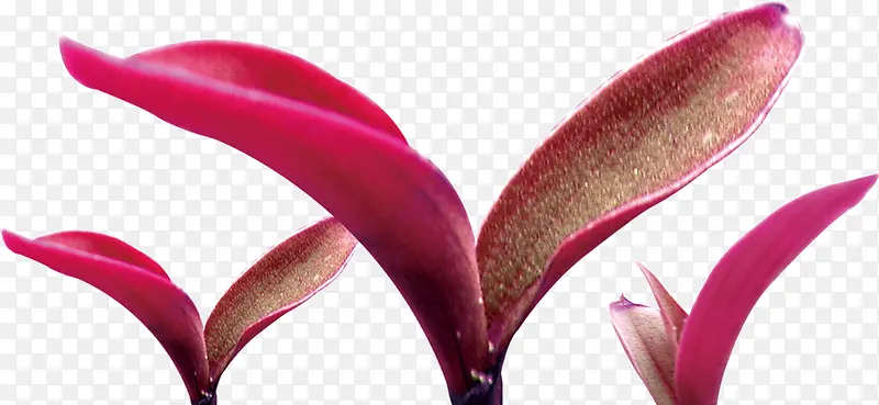 ����ɫ�ɰ���ѿ-������