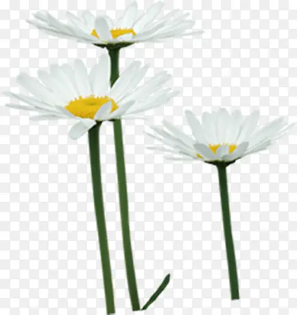 ���°�ɫ�������-������