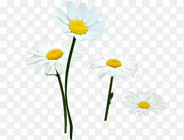 �����ɫ����װ��-������