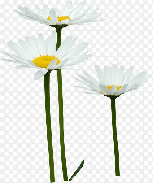 �����ɫ���ջ�о-������