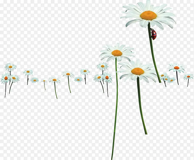 �������°�ɫ��������-������