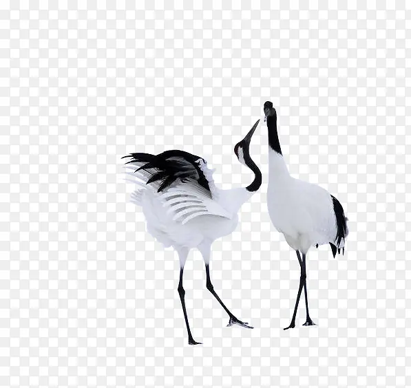 �����׶�������-������