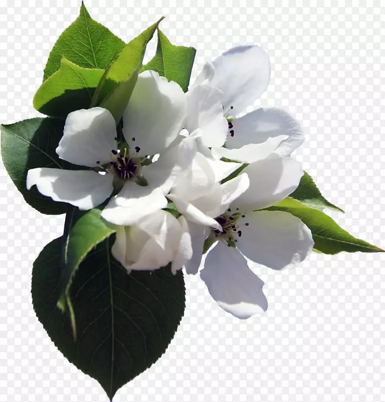 �廨����-ӣ��-������