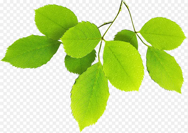 ������ɫ����ֲ��-������