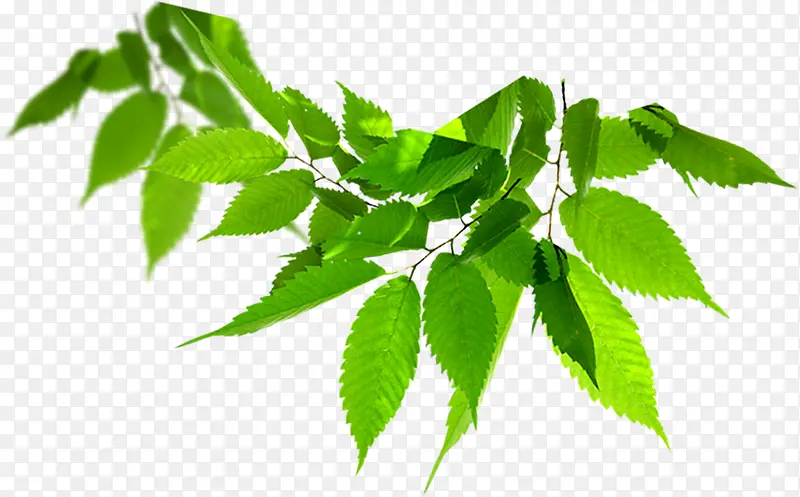 ��ɫ��Ҷ��������-������