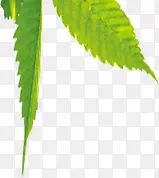 ��ɫ��Ҷ�Ա�����-������