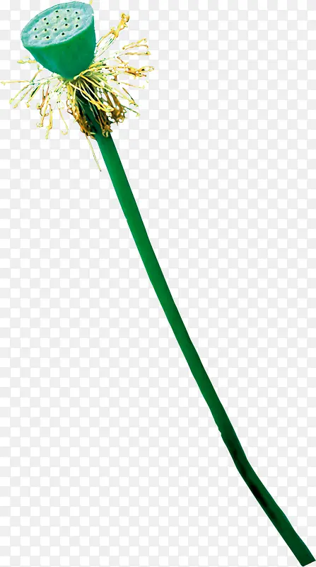 ��ɫ�����Ա�����-������