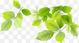 ��ɫ��֦��Ҷ�Ա�����-������