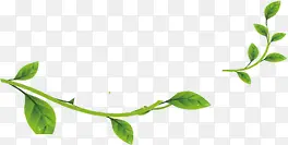 ��ɫ��֦�Ա�����-������