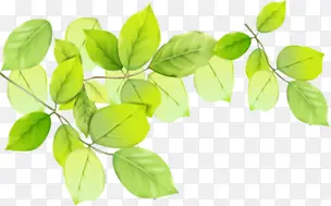 ��ɫҶƬ��֦�Ա�����-������