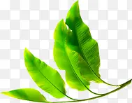 ��ɫҶ���Ա�����-������