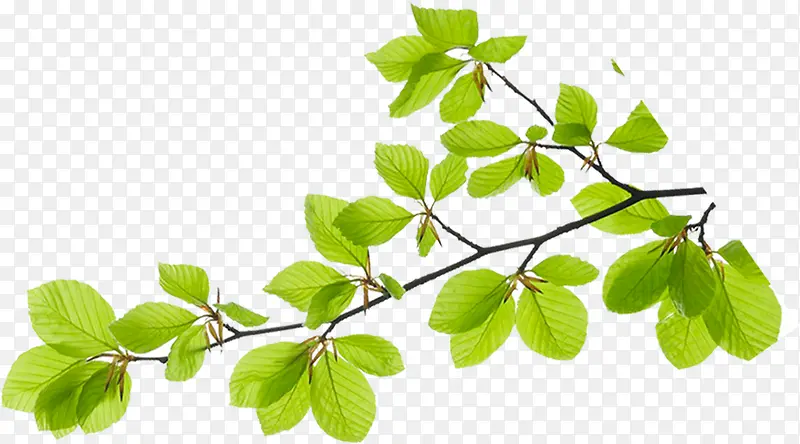 ��֦�ϵ���ɫҶƬ�Ա�����-������