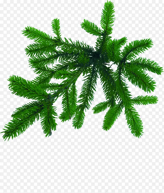 ��ɫ����֦�ز��Ա�����-������