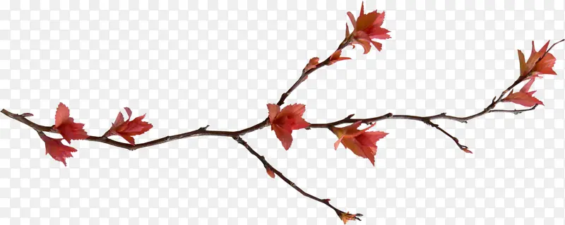 ��֦�������Һ컨-������