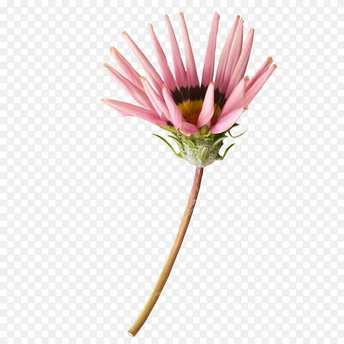 ˮ�ʺ컨����-������