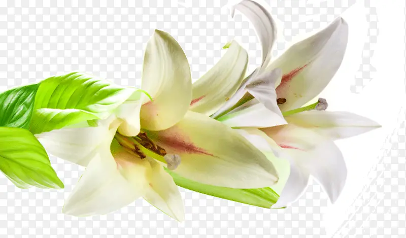 Ư����ɫ�ٺϻ�-������