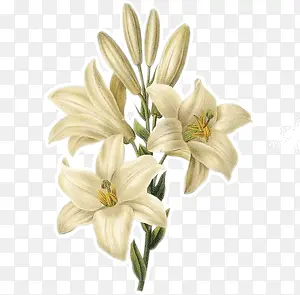 ��ɫ�İٺϻ��廨-������