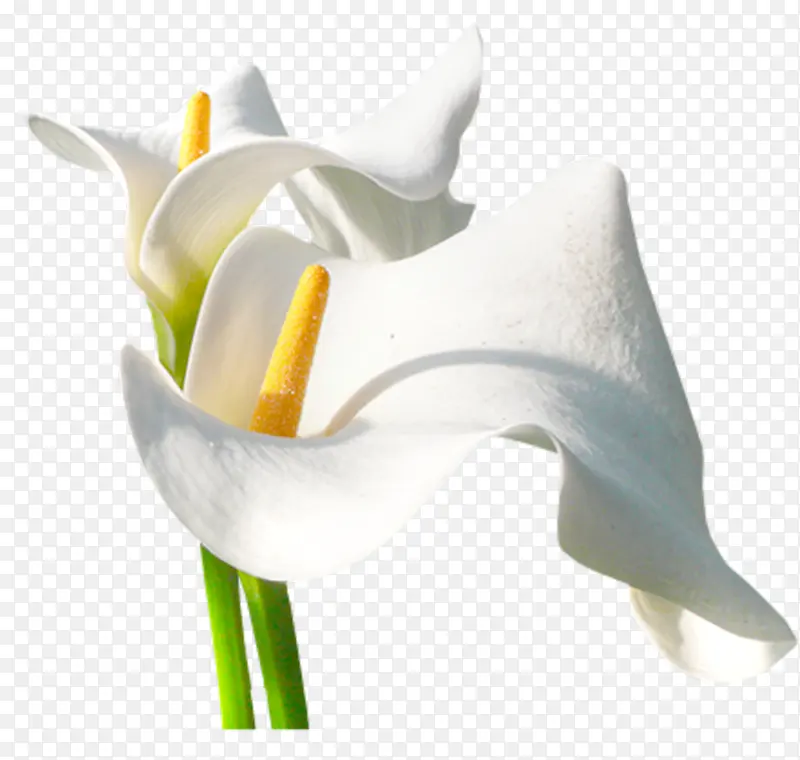 �ʻ��ɫ�ٺϻ�������Ӱ-������