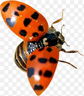 �����ɫ�羰����-������