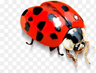 ���콼�κ�ɫ����װ��-������