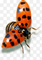 ����������ɫ����װ��-������