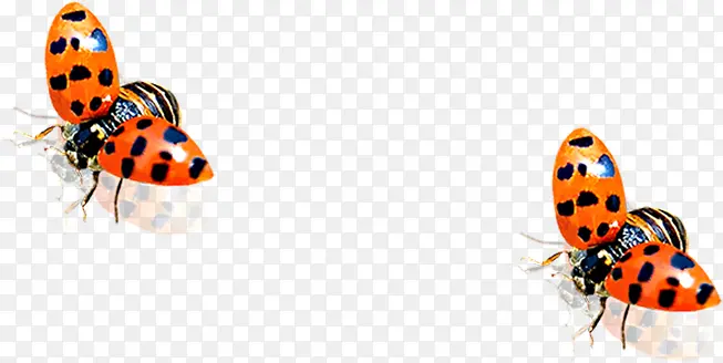 ����ƺ�ɫ���涯��-������