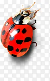 �����ɫ����װ��-������