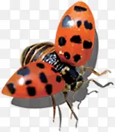 �����ɫ��������-������