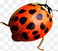 ��ɫ���崺������-������