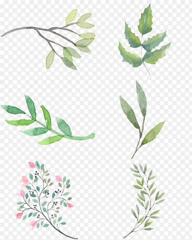 ����ˮ��Ҷ��-������