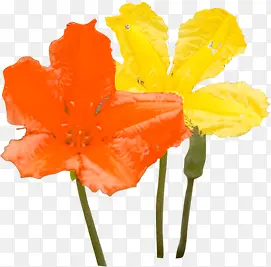 ��ɫˮ����������-������