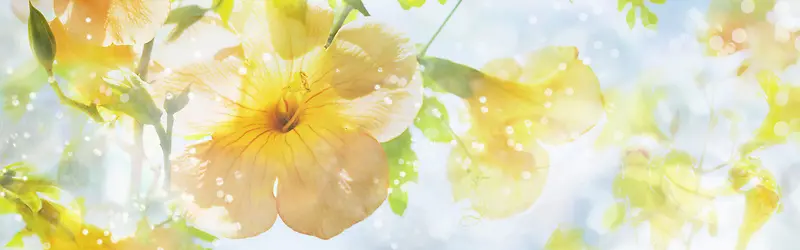 ���ﻨ�㰮����������-������