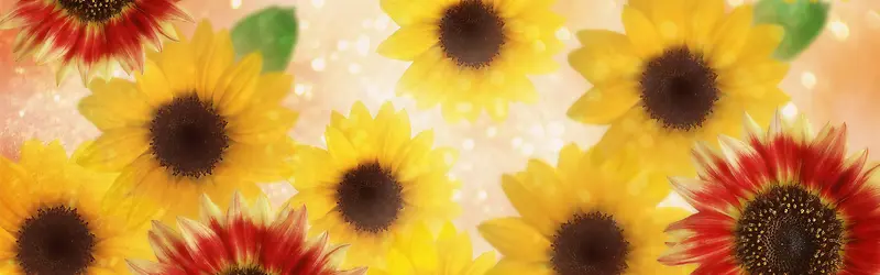 ���ﻨ�㰮����������-������