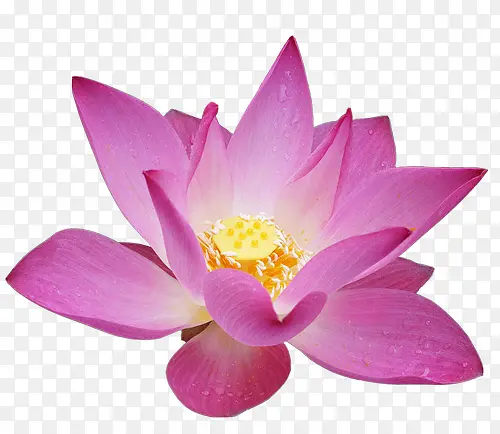 ����ʸ���ز�-������