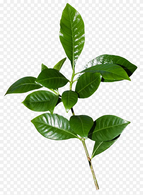 ֲ�ﻨ���زĻ���ps�ز�-������