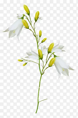 ֲ�ﻨ���ز�-������