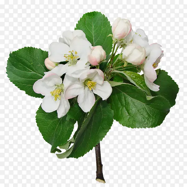 ֲ�ﻨ���زĻ���ps�ز�-������