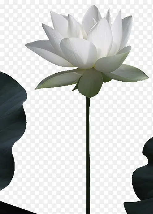 �ֻ滨���ز�װ��ͼƬ�ز�-������